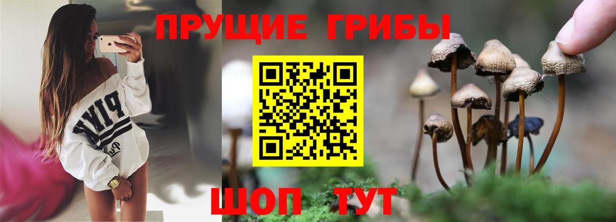 Кинель  Галлюциногенные грибы Psilocybe  Вход с VPN 